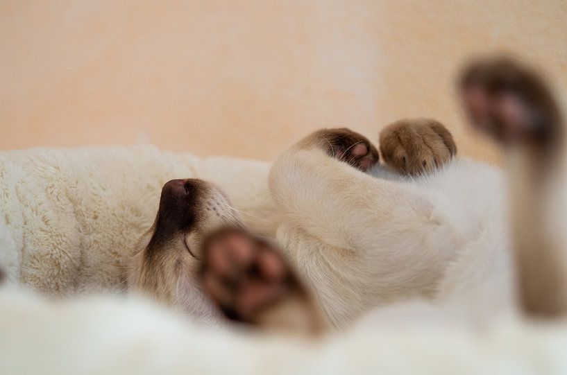 Siamese 4 by Mi Vidas Fotodesing