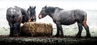 Workinghorses eating hay in pouring rain. van Willem Jongkind thumbnail