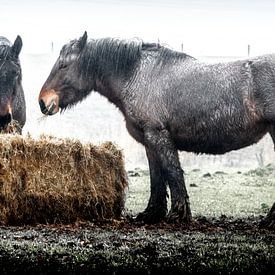 Workinghorses eating hay in pouring rain. by Willem Jongkind