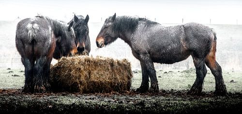 Arbeitspferde, die bei strömendem Regen Heu fressen.