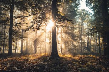 Herfstochtend in natuurpark Habichtswald bij Kassel van Catrin Grabowski