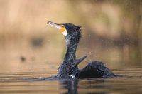 Der Kormoran putzt sein Fell