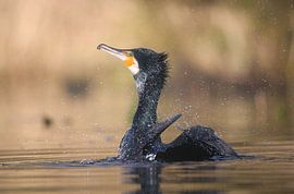 Aalscholver is zijn vacht aan het schoonmaken