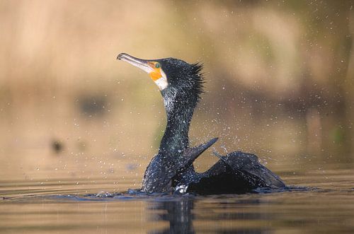 Der Kormoran putzt sein Fell