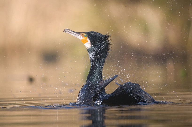 Cormorant is cleaning its fur by Mike Bos