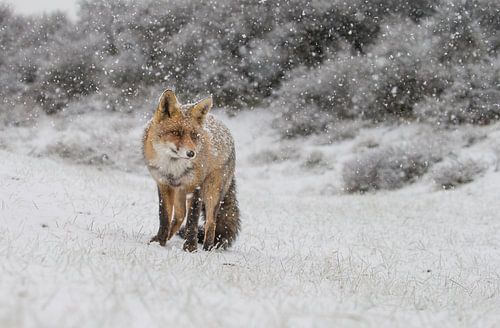 Red fox in a winter landscape
