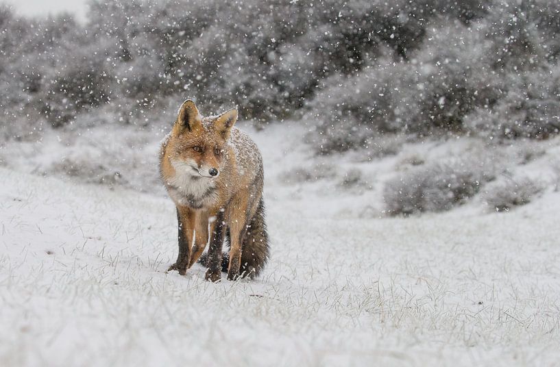 Fuchs in einer Winterlandschaft von Menno Schaefer
