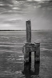 Lauwersmeer van Teo Goudriaan