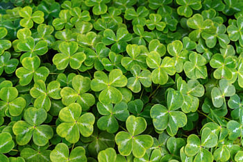 A sea of clover leaves
