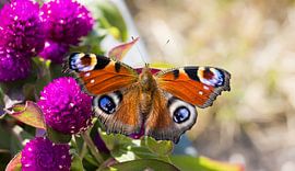 peacock butterfly by Bo Valentino