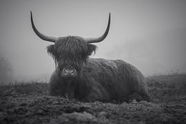 Scottish Highland cow in a mystical, misty landscape by Eefje John