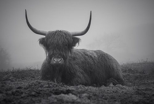 Schottisches Hochlandrind in einer geheimnisvollen, nebligen Landschaft von Eefje John