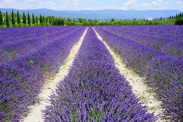 Lavender field lane away. by Frank Zuidam