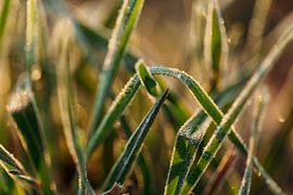 Frozen grass in the morning sun by Tessa Heijmer