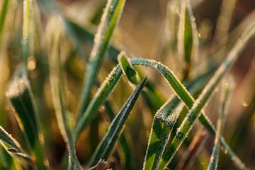 Bevroren gras in de ochtendzon van Tessa Heijmer