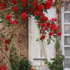 Roses are Red van Yvonne Blokland