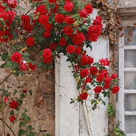 Roses are Red van Yvonne Blokland