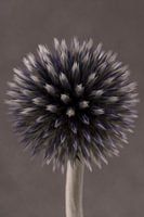 Porträt einer Kugeldistel (Echinops)