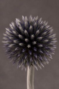 Porträt einer Kugeldistel (Echinops)