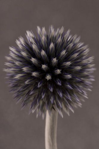 Portret van een Kogeldistel (Echinops)
