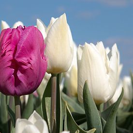 closeup of a purple tulip in a white tulip field by W J Kok