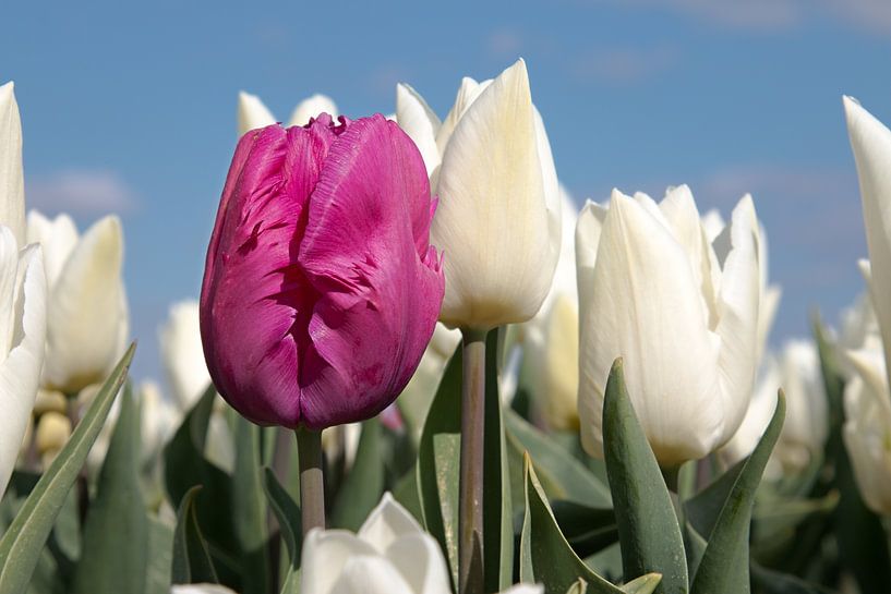 gros plan d'une tulipe violette dans un champ de tulipes blanches par W J Kok