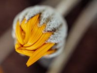 Closed yellow flower