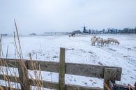 Molen en schapen in winters landschap van Moetwil en van Dijk - Fotografie thumbnail