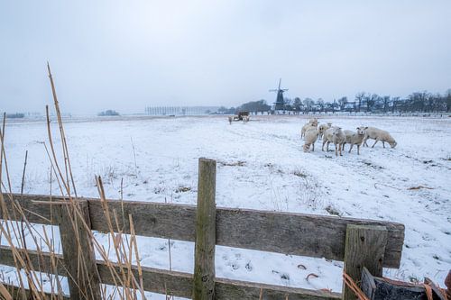Molen en schapen in winters landschap