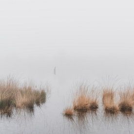 Pollen d'herbe du bord de l'eau dans la brume sur Merlijn Arina Photography