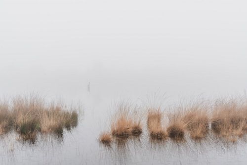 Graspollen aan het water in de mist