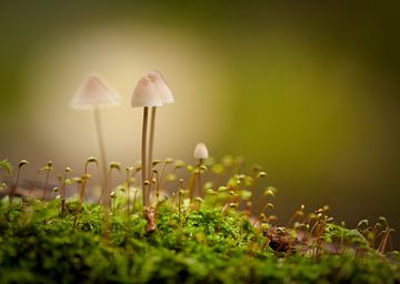 Klein beetje Herfst van Raoul Baart