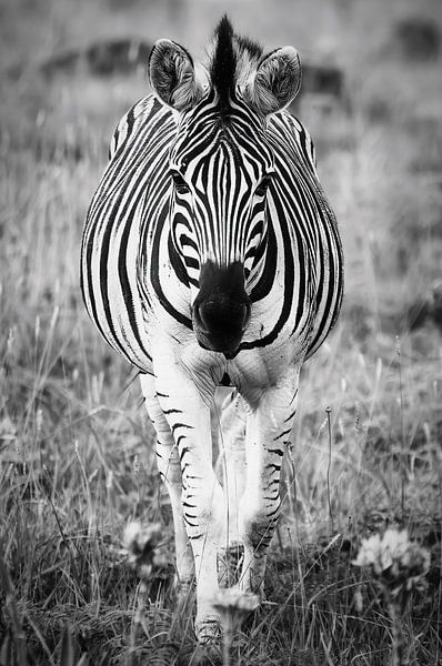 Zebra by Inge Meijer