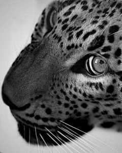 Close up sri lanka luipaard van Patrick van Bakkum