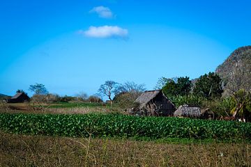 Viñales ist eine Gemeinde in der kubanischen Provinz Pinar del Río. von René Holtslag