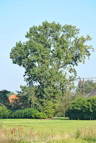 Vue sur le polder Haarlemmermeer