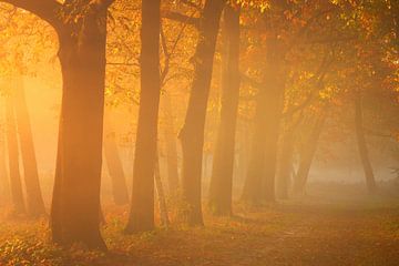 Gouden zonnestralen op een mistige herfstochtend in het bos van Sugar_bee_photography