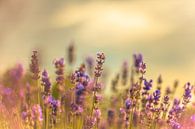 Lavendel im Sommer von Olivier Photography Miniaturansicht