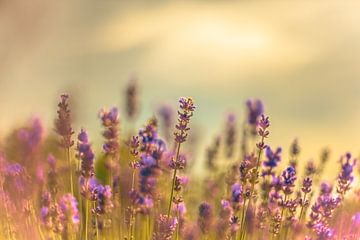 Lavendel in de zomer