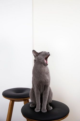 Russian Blue kat Austin