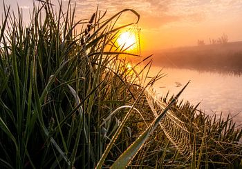 spinnenweb tijdens de zonsopkomst