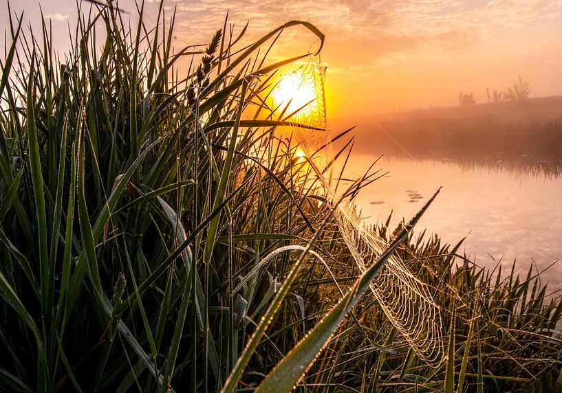 spinnenweb tijdens de zonsopkomst van Daphne Kleine