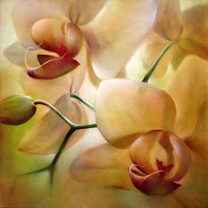 Orchideen von Annette Schmucker
