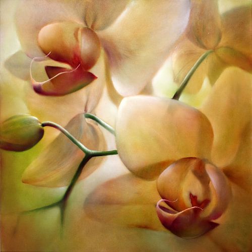 Orchidées sur Annette Schmucker