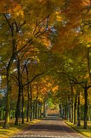 Groenlandlaan in Tiel onder een herfstdeken