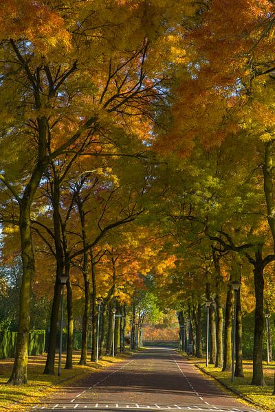 Groenlandlaan in Tiel onder een herfstdeken von Wijco van Zoelen
