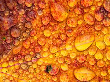 Raindrops on autumn leaves