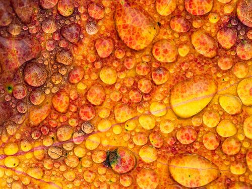 Raindrops on autumn leaves