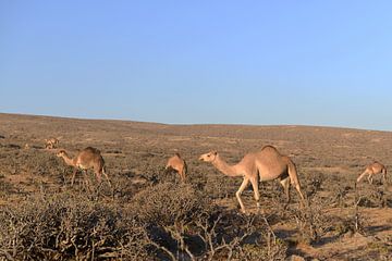 Kamelen in de avondzon van Alphapics