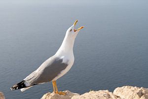 Schreiende Seemöwe an der Mittelmeerküste